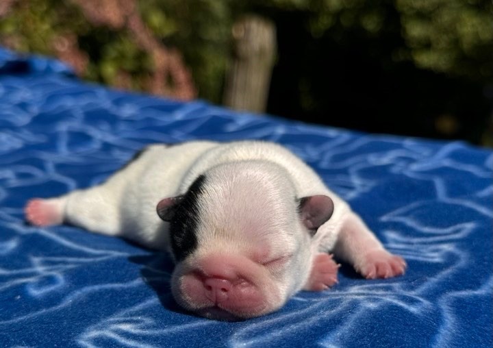 Du Val De Capsil - Chiot disponible  - Bouledogue français