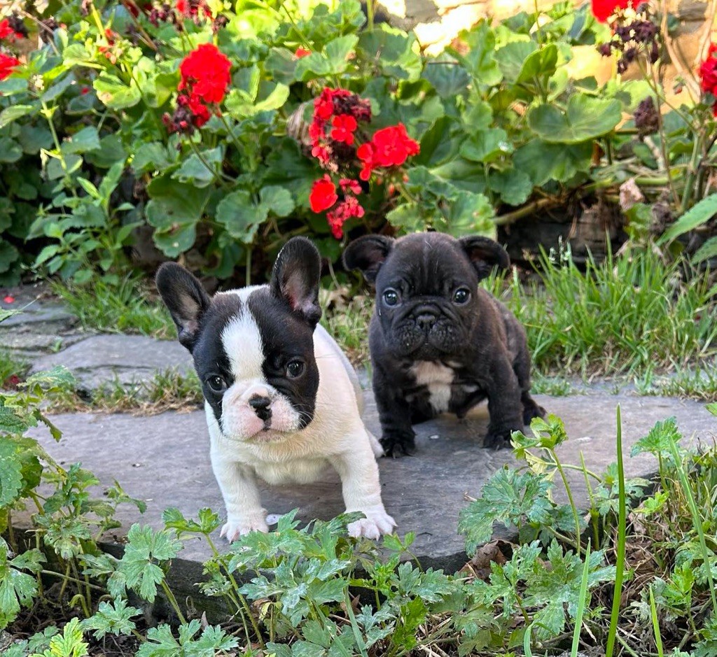 chiot Bouledogue français Du Val De Capsil