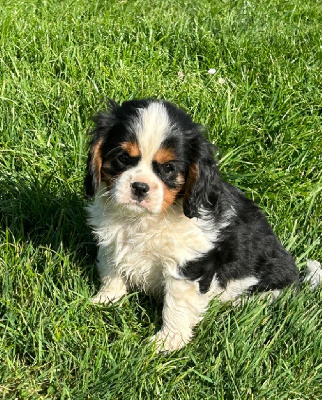 Du Val De Capsil - Cavalier King Charles Spaniel - Portée née le 19/01/2024