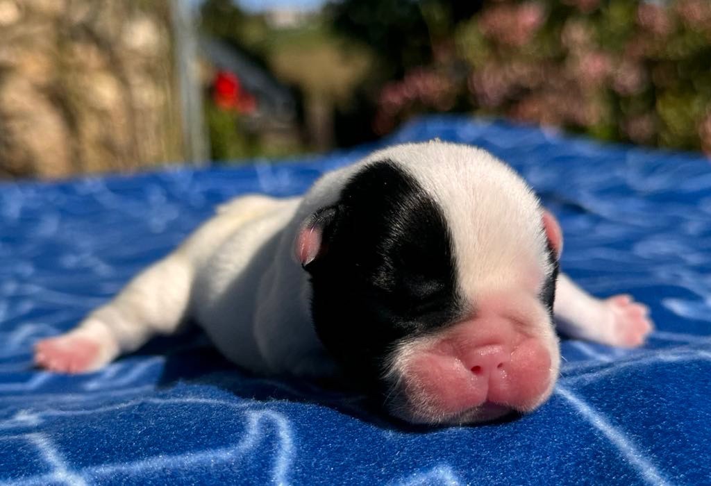 Du Val De Capsil - Chiot disponible  - Bouledogue français