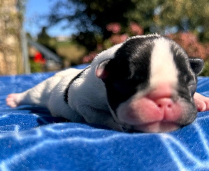 Du Val De Capsil - Chiot disponible  - Bouledogue français