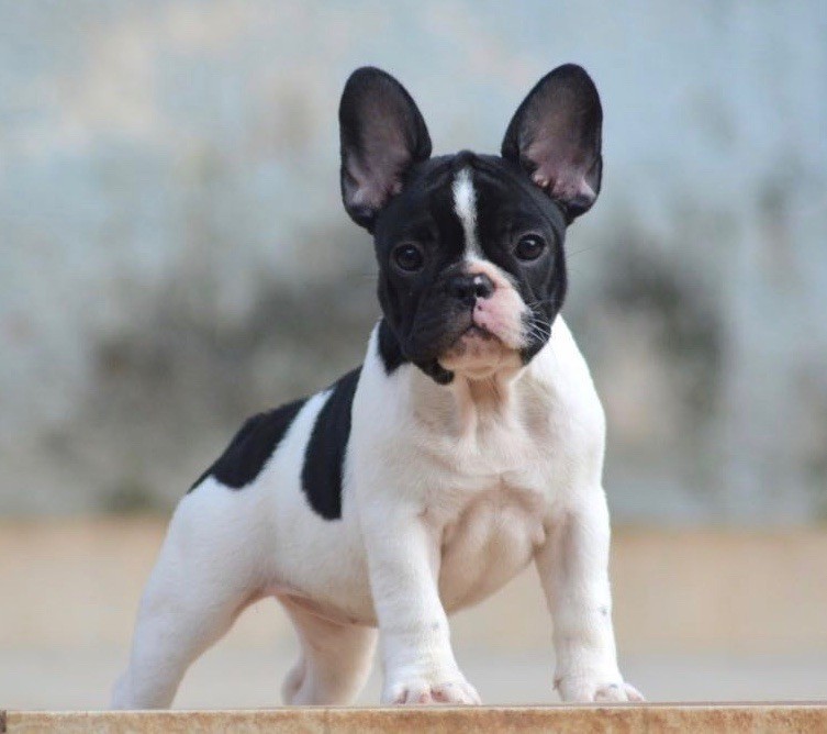 ferrigno royal June carter