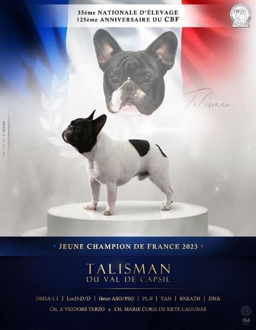 CH. Talisman Du Val De Capsil