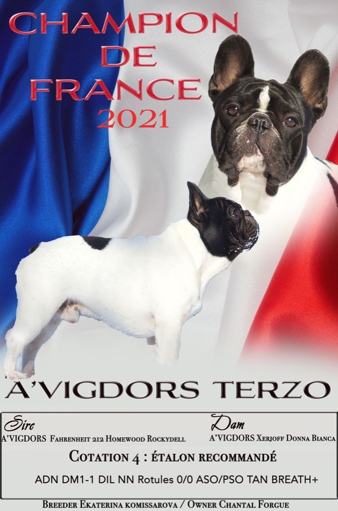 CH. a'vigdors Terzo