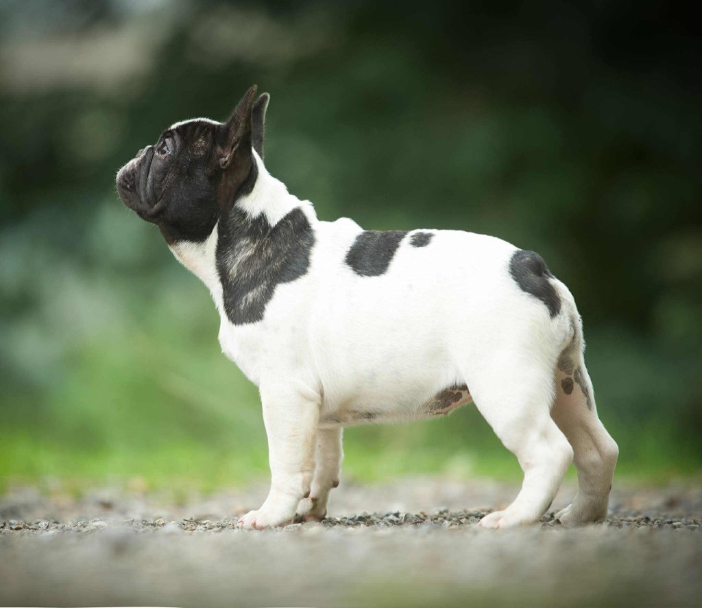 Du Val De Capsil - Chiots disponibles - Bouledogue français