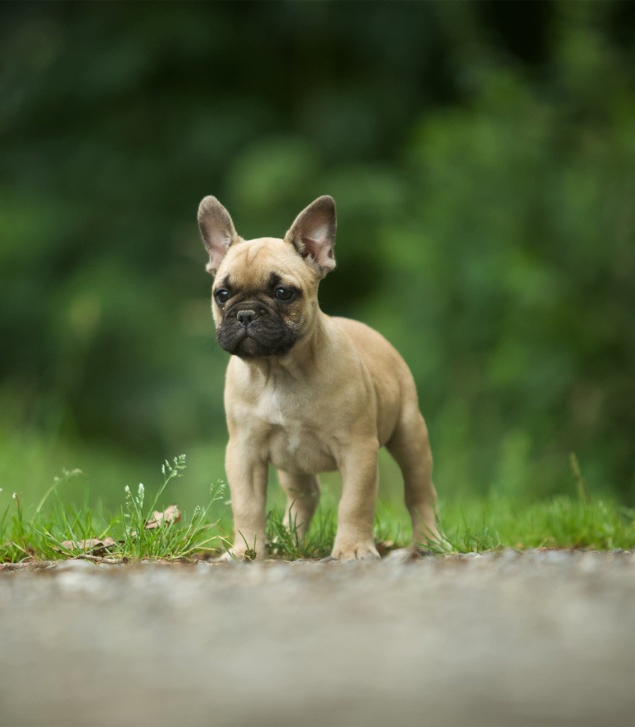 Du Val De Capsil - Chiots disponibles - Bouledogue français