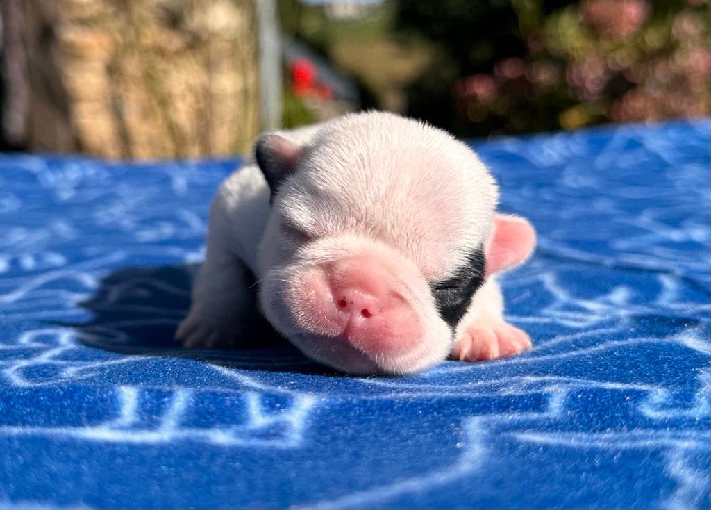 Du Val De Capsil - Bouledogue français - Portée née le 08/09/2024