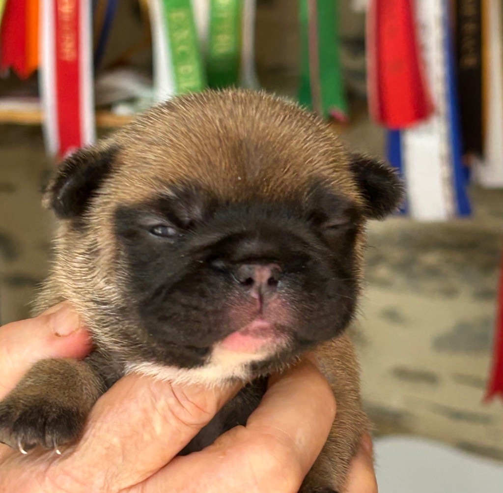 Du Val De Capsil - Chiots disponibles - Bouledogue français
