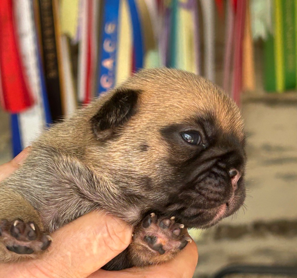 Du Val De Capsil - Chiots disponibles - Bouledogue français