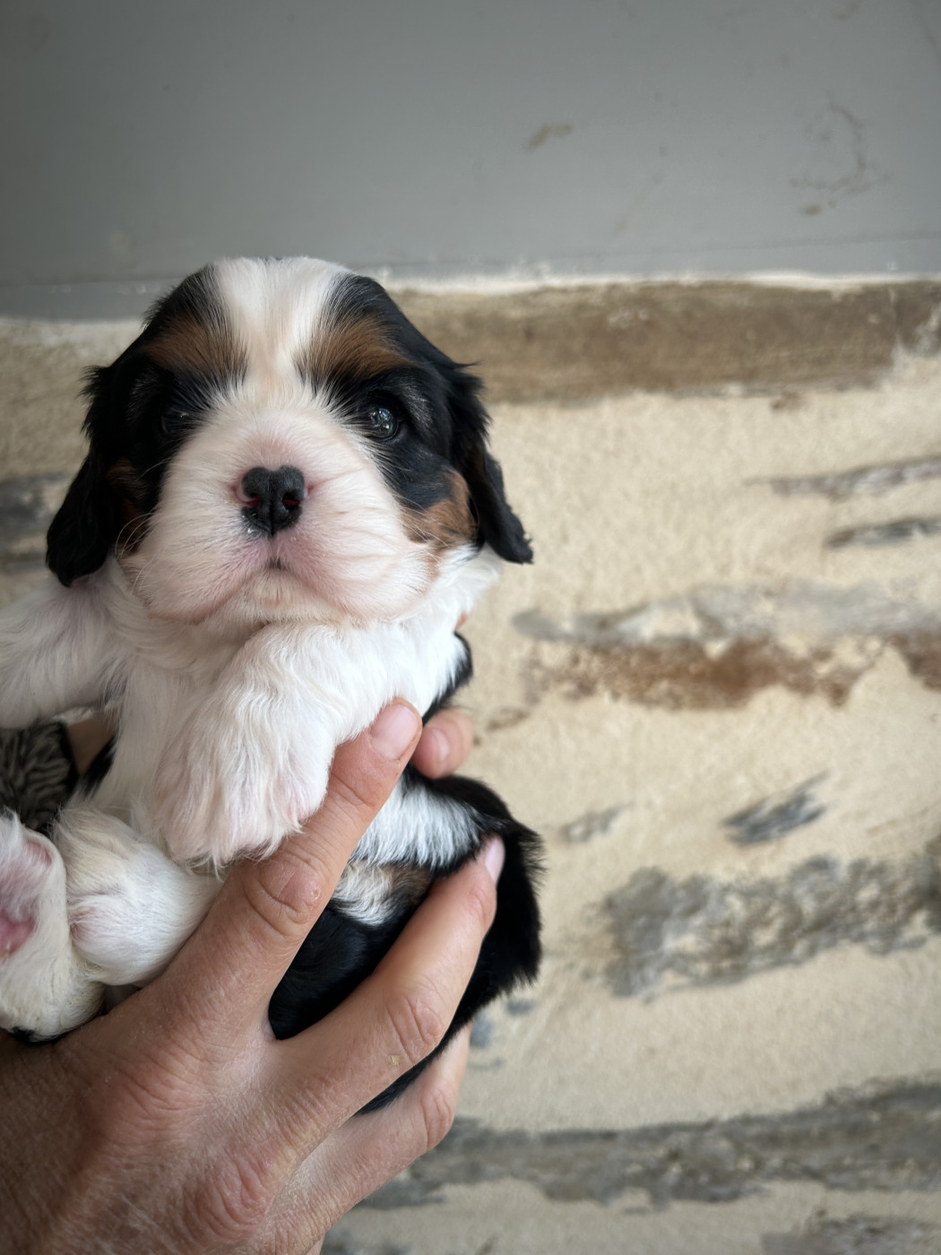 Du Val De Capsil - Chiots disponibles - Cavalier King Charles Spaniel