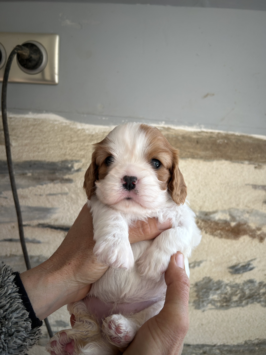 Du Val De Capsil - Chiots disponibles - Cavalier King Charles Spaniel