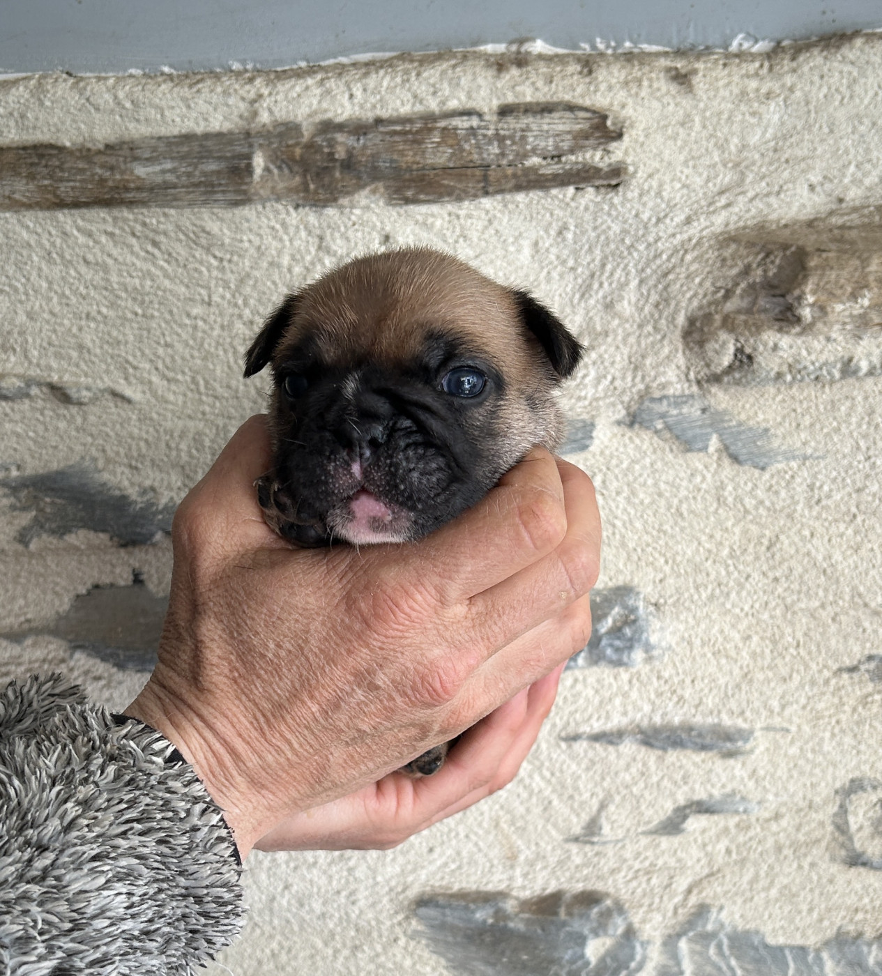 Du Val De Capsil - Chiots disponibles - Bouledogue français