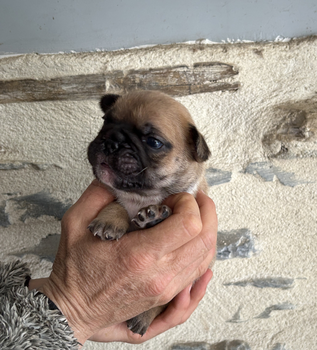 Du Val De Capsil - Chiots disponibles - Bouledogue français