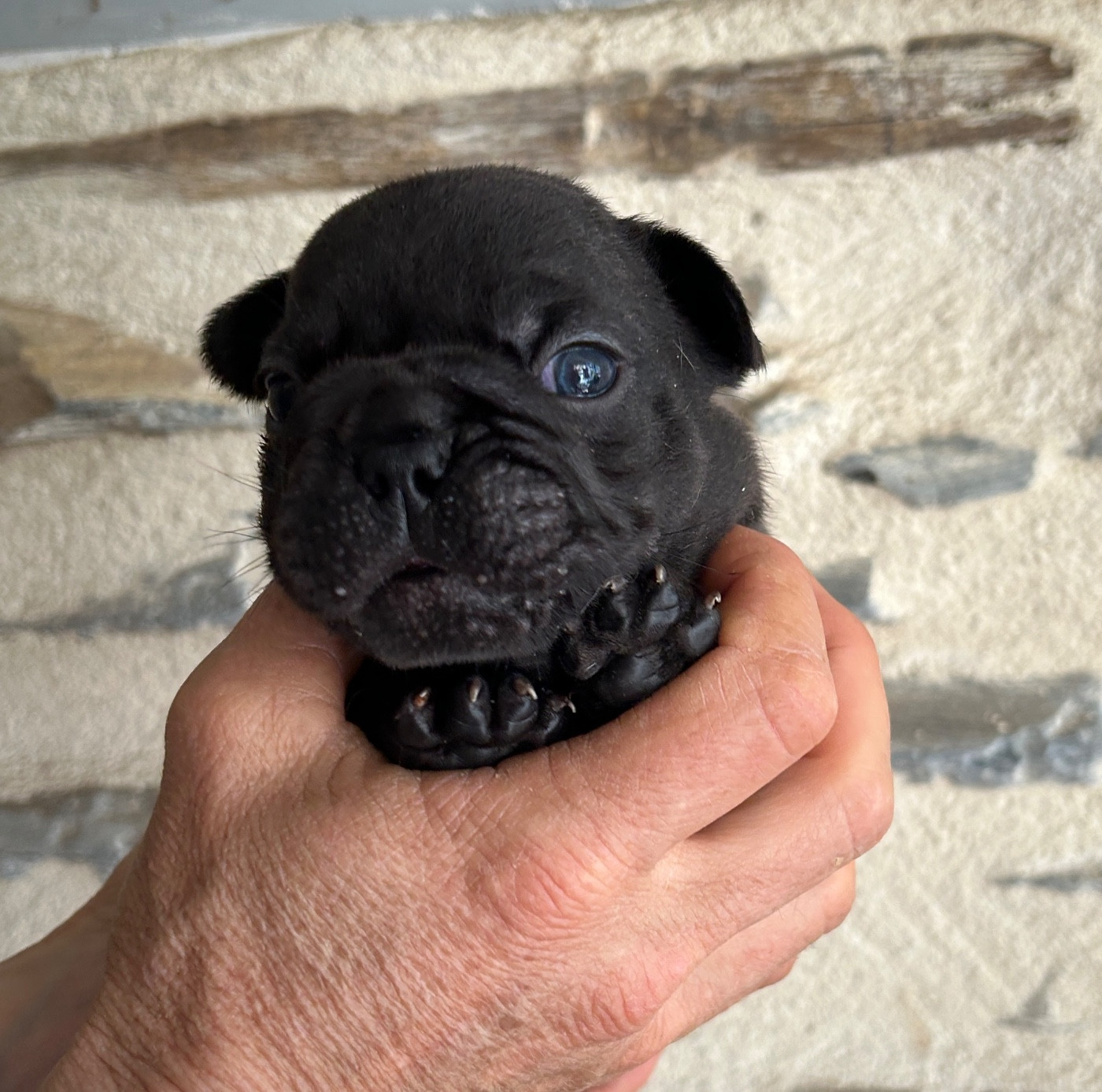 Du Val De Capsil - Chiots disponibles - Bouledogue français
