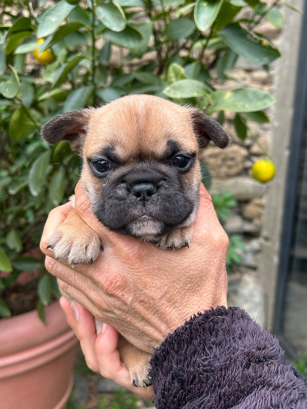 Du Val De Capsil - Chiots disponibles - Bouledogue français