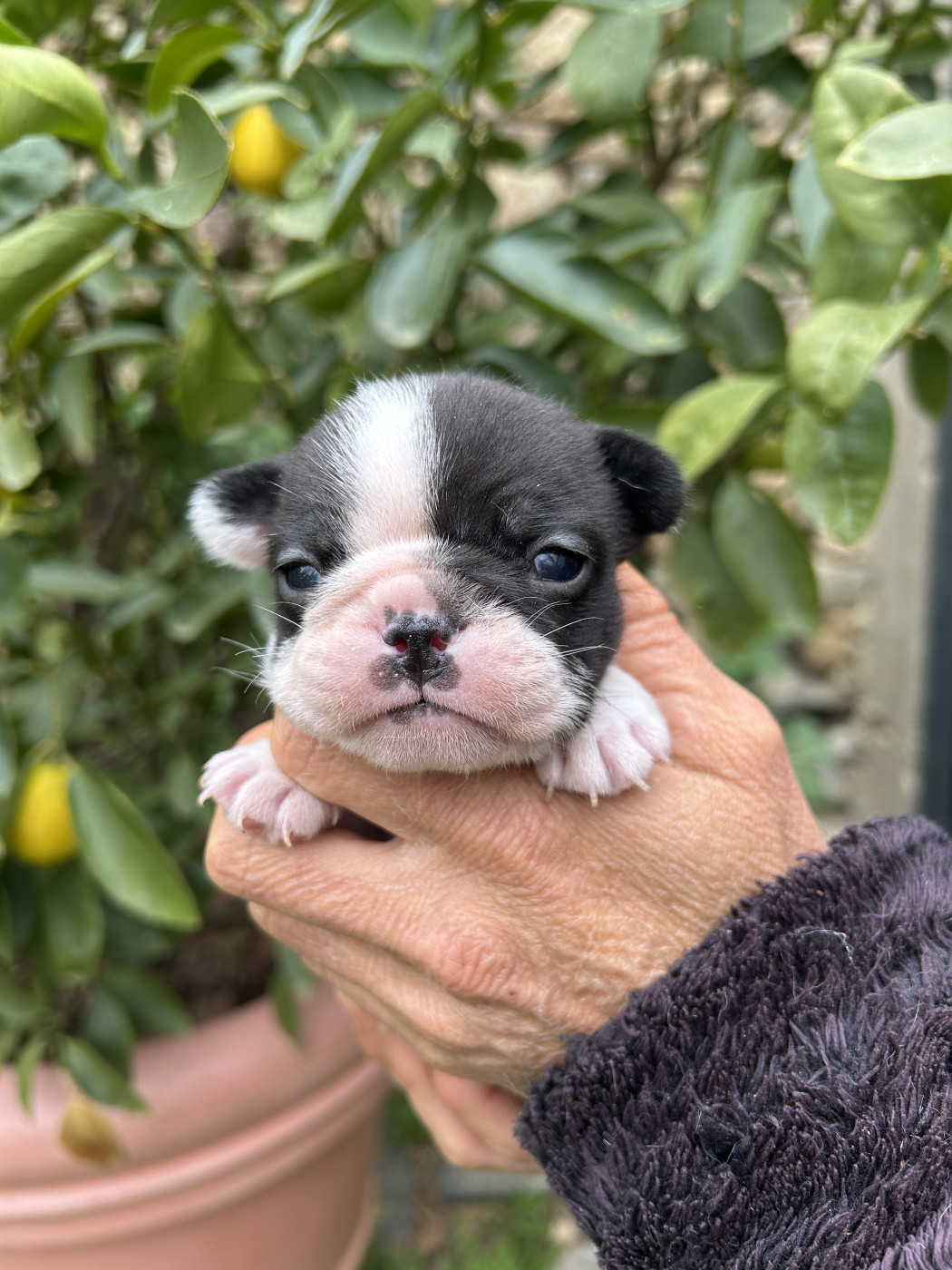 Du Val De Capsil - Chiots disponibles - Bouledogue français