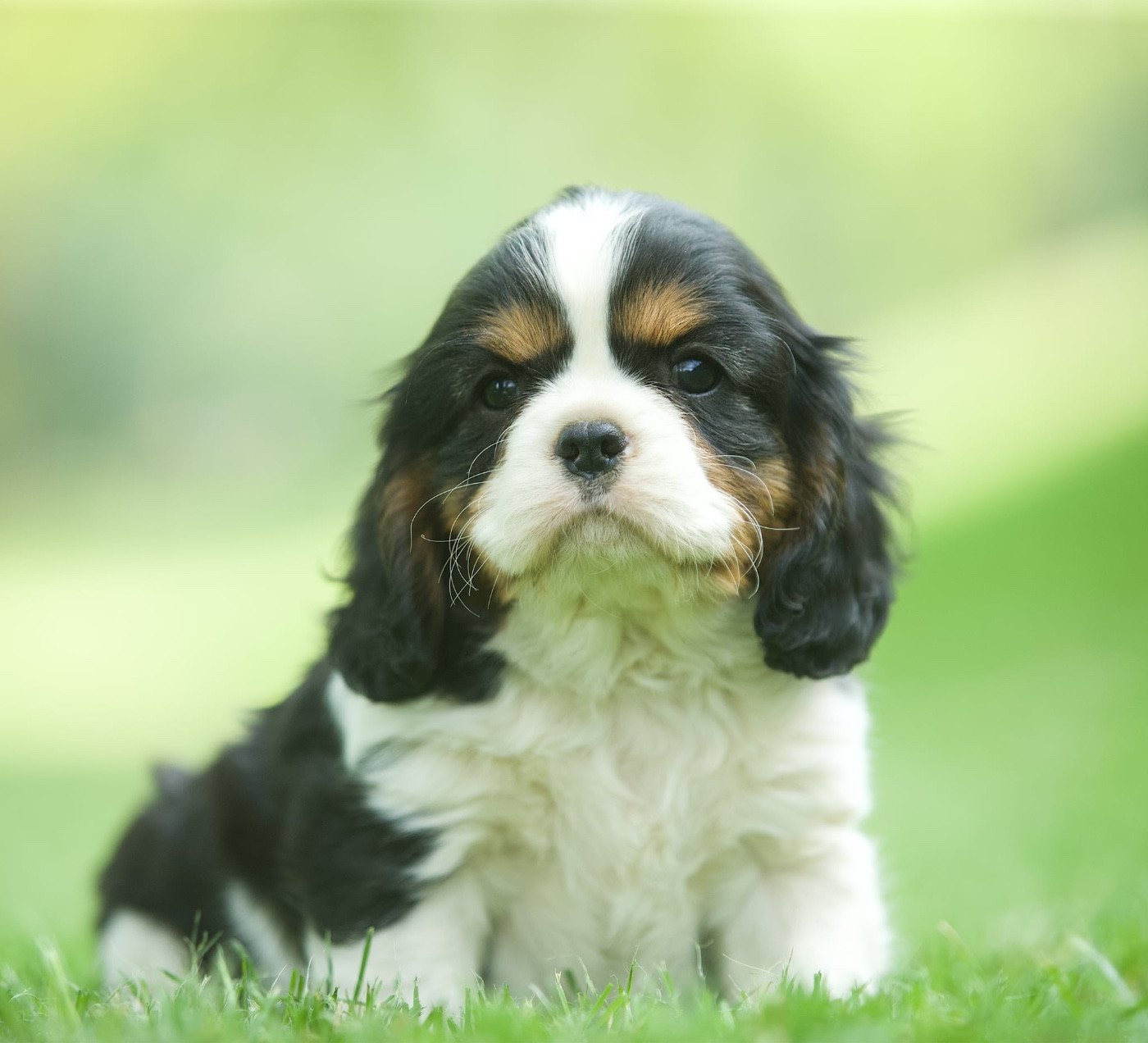 Du Val De Capsil - Cavalier King Charles Spaniel - Portée née le 19/02/2026