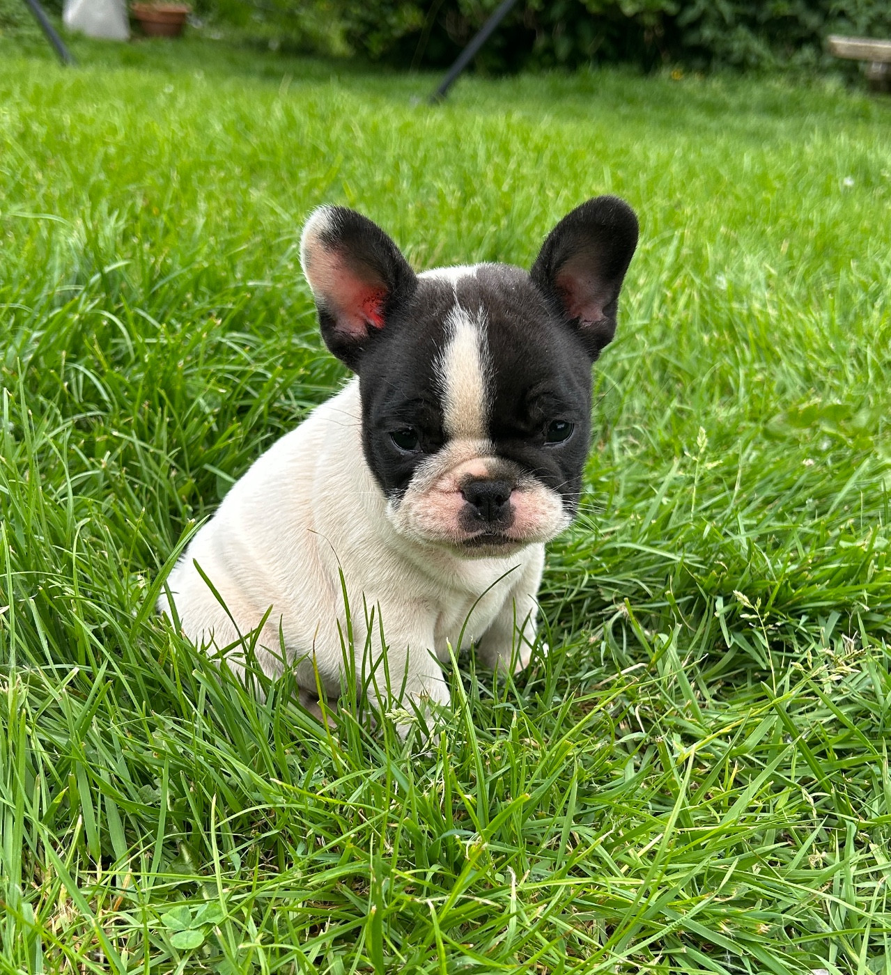 Du Val De Capsil - Chiots disponibles - Bouledogue français