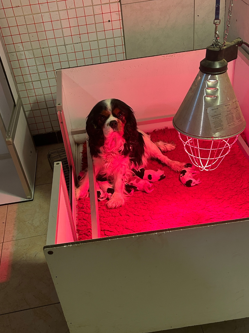 Du Val De Capsil - Chiots disponibles - Cavalier King Charles Spaniel