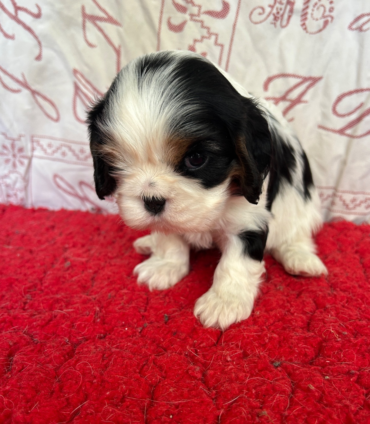 Du Val De Capsil - Chiots disponibles - Cavalier King Charles Spaniel
