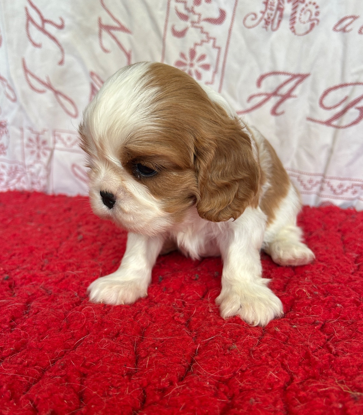Du Val De Capsil - Chiots disponibles - Cavalier King Charles Spaniel
