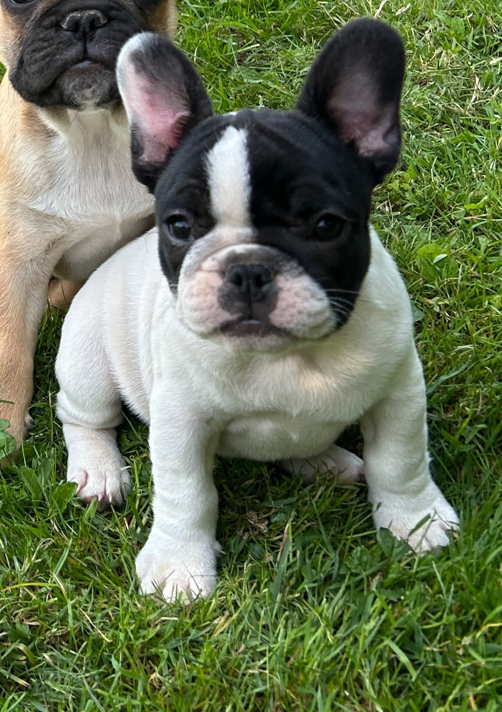 Du Val De Capsil - Chiots disponibles - Bouledogue français