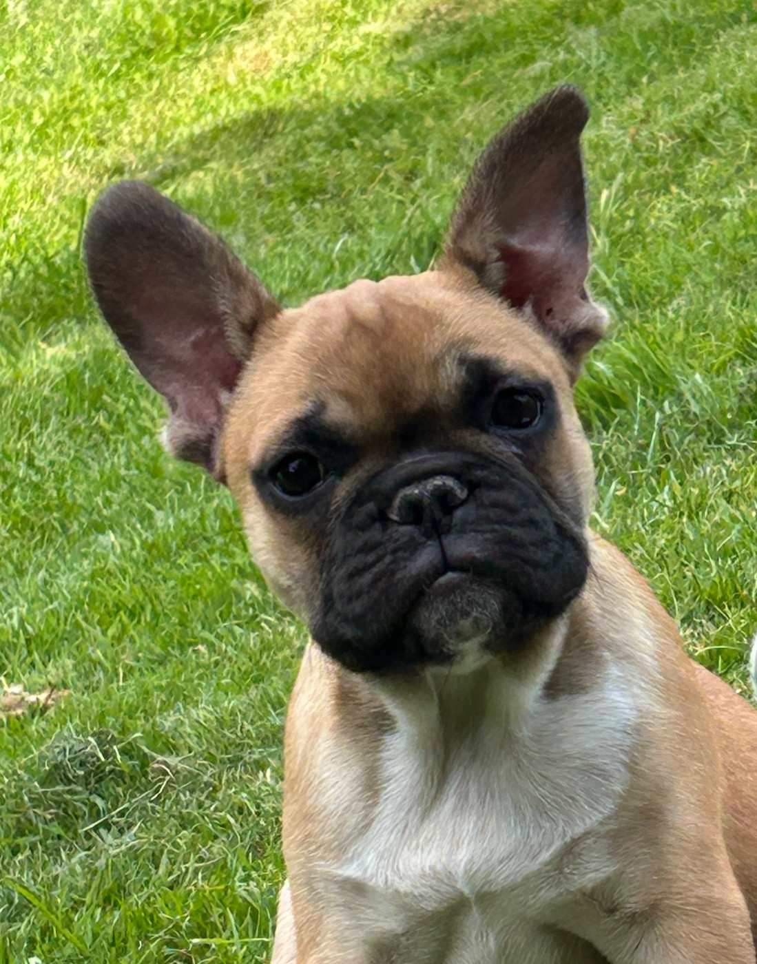 Du Val De Capsil - Chiots disponibles - Bouledogue français