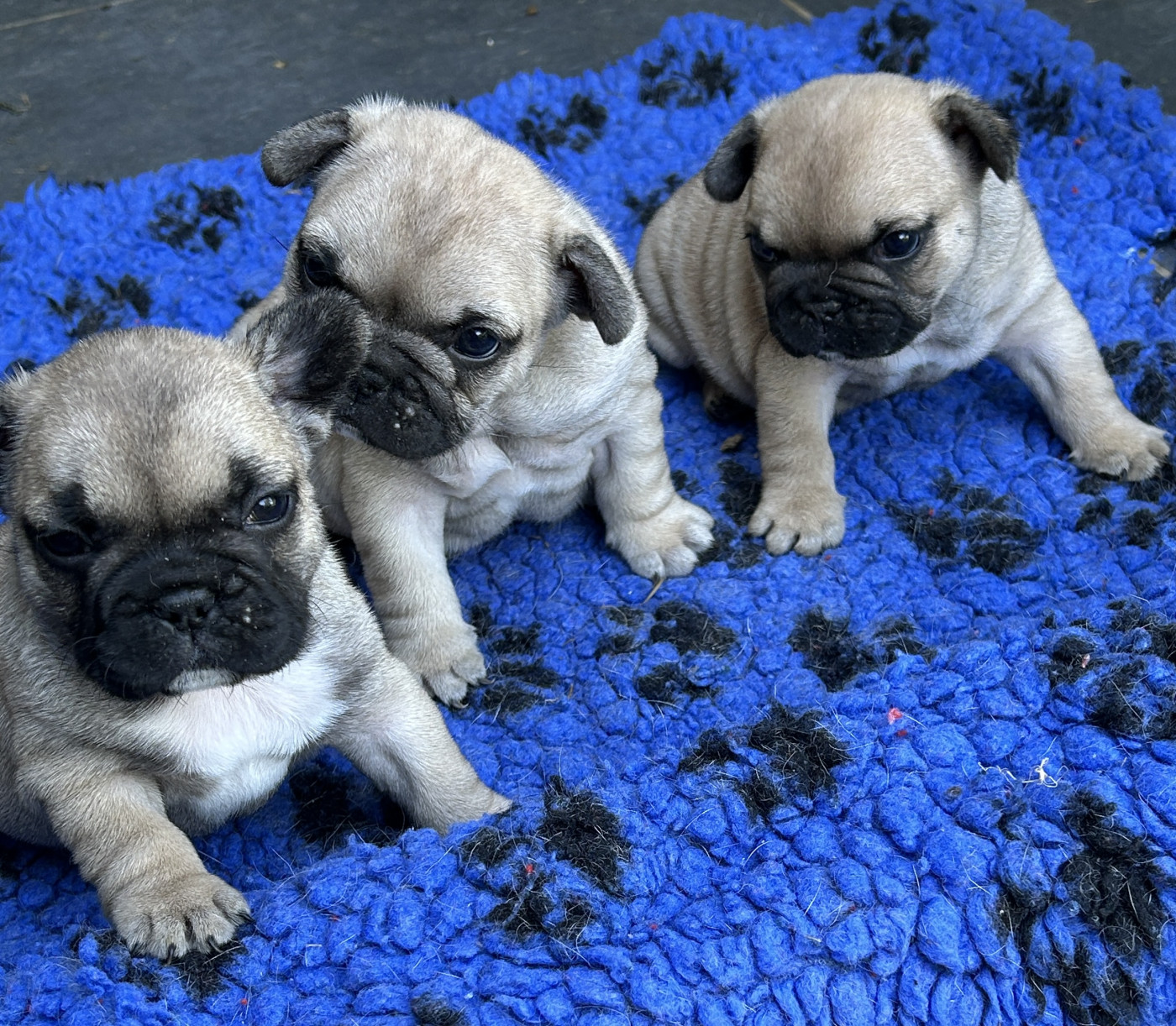 Chiot Bouledogue français Du Val De Capsil