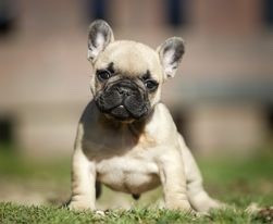 Du Val De Capsil - Chiots disponibles - Bouledogue français