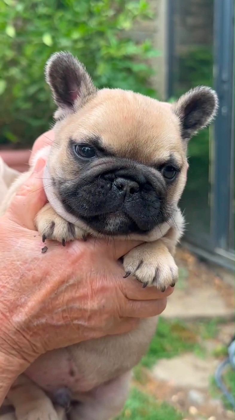 Du Val De Capsil - Chiots disponibles - Bouledogue français