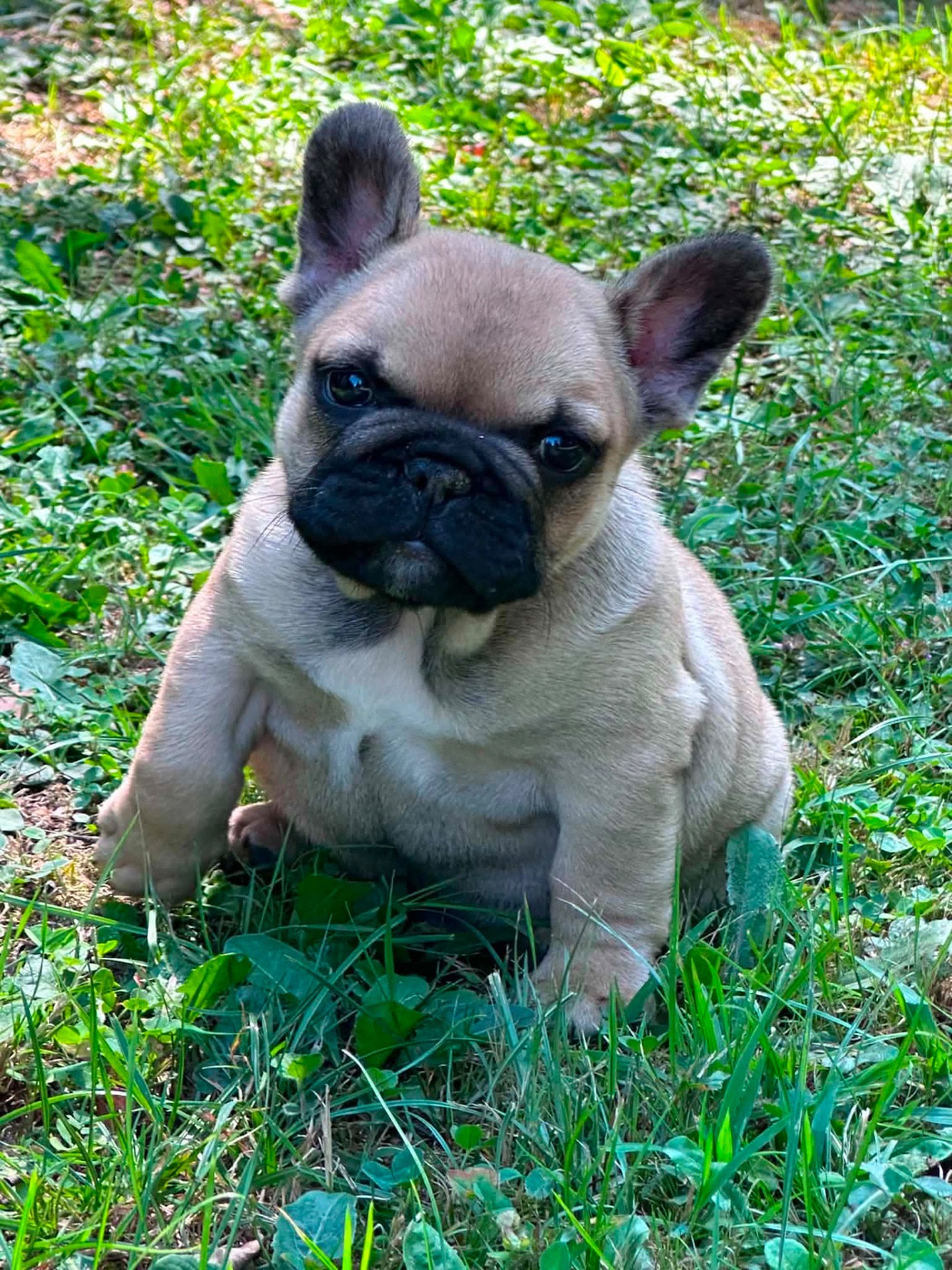 Du Val De Capsil - Chiots disponibles - Bouledogue français