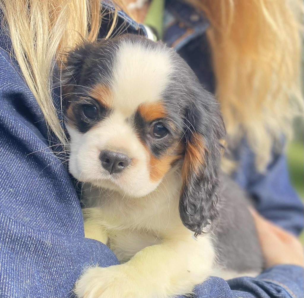 Du Val De Capsil - Chiots disponibles - Cavalier King Charles Spaniel