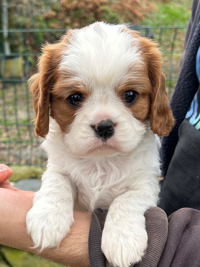 Du Val De Capsil - Cavalier King Charles Spaniel - Portée née le 19/01/2024