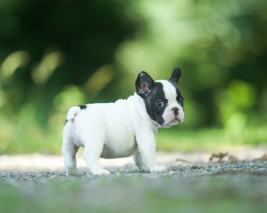 Du Val De Capsil - Chiots disponibles - Bouledogue français