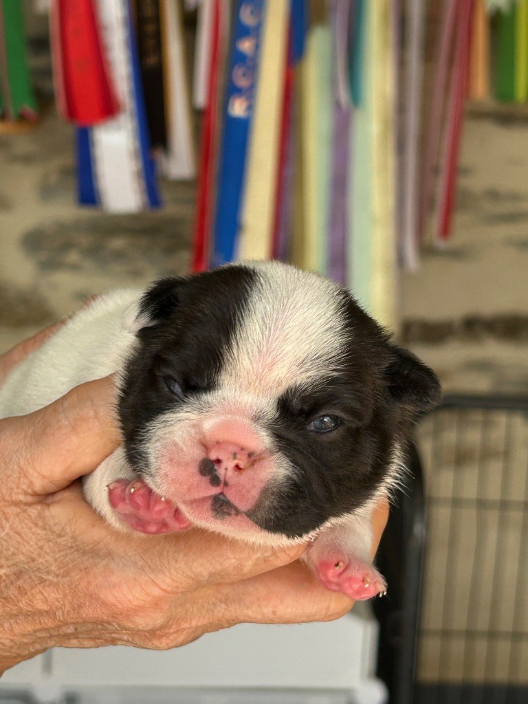 Du Val De Capsil - Chiots disponibles - Bouledogue français