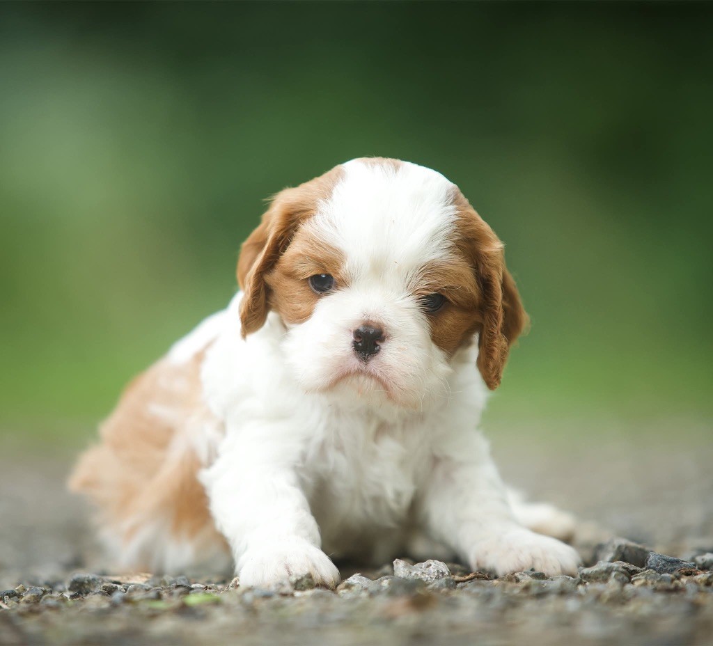 Du Val De Capsil - Chiots disponibles - Cavalier King Charles Spaniel