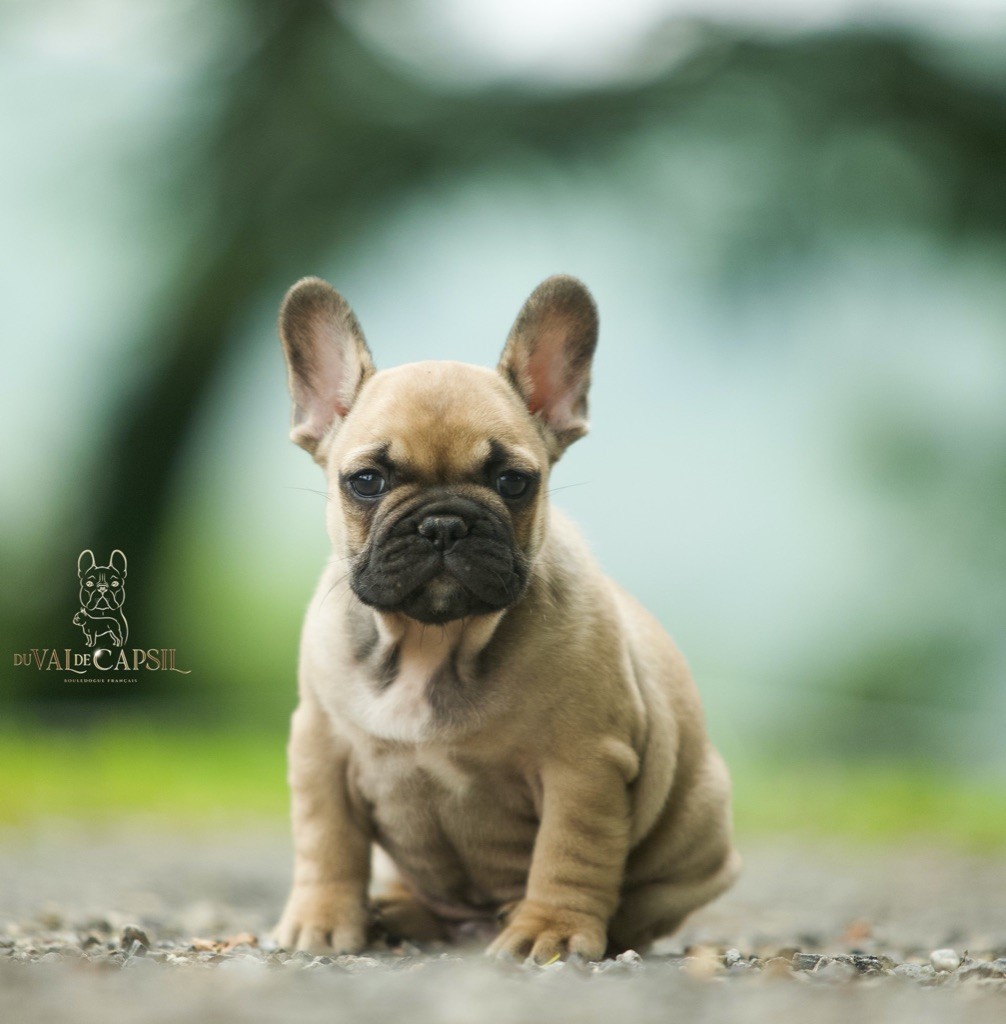 Du Val De Capsil - Bouledogue français - Portée née le 12/05/2023