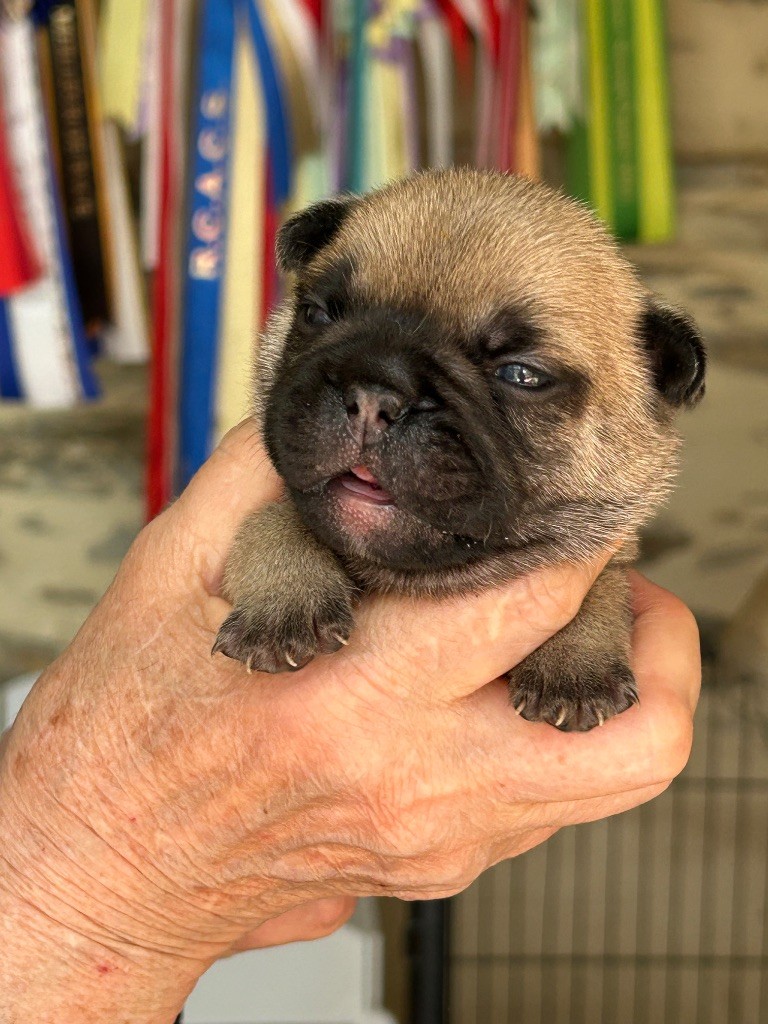 Du Val De Capsil - Chiots disponibles - Bouledogue français