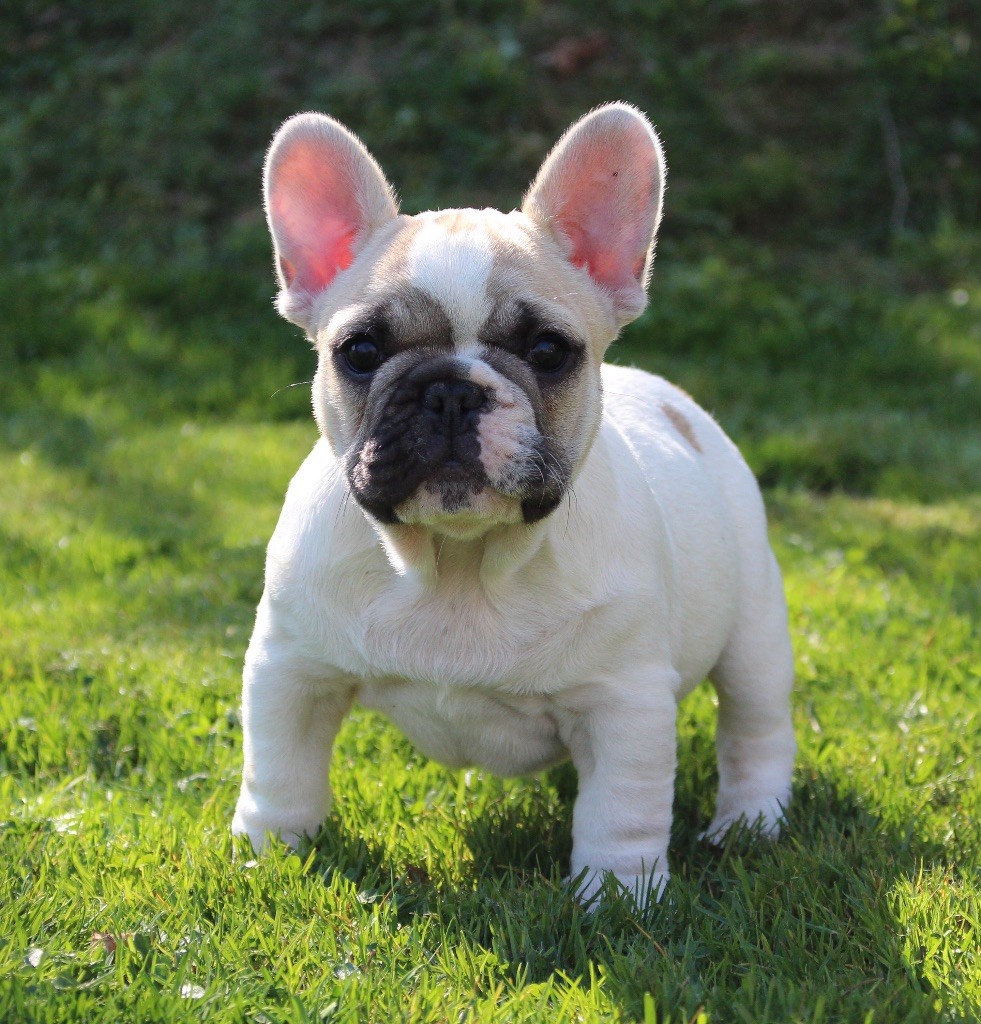 Chiot Bouledogue français Du Val De Capsil