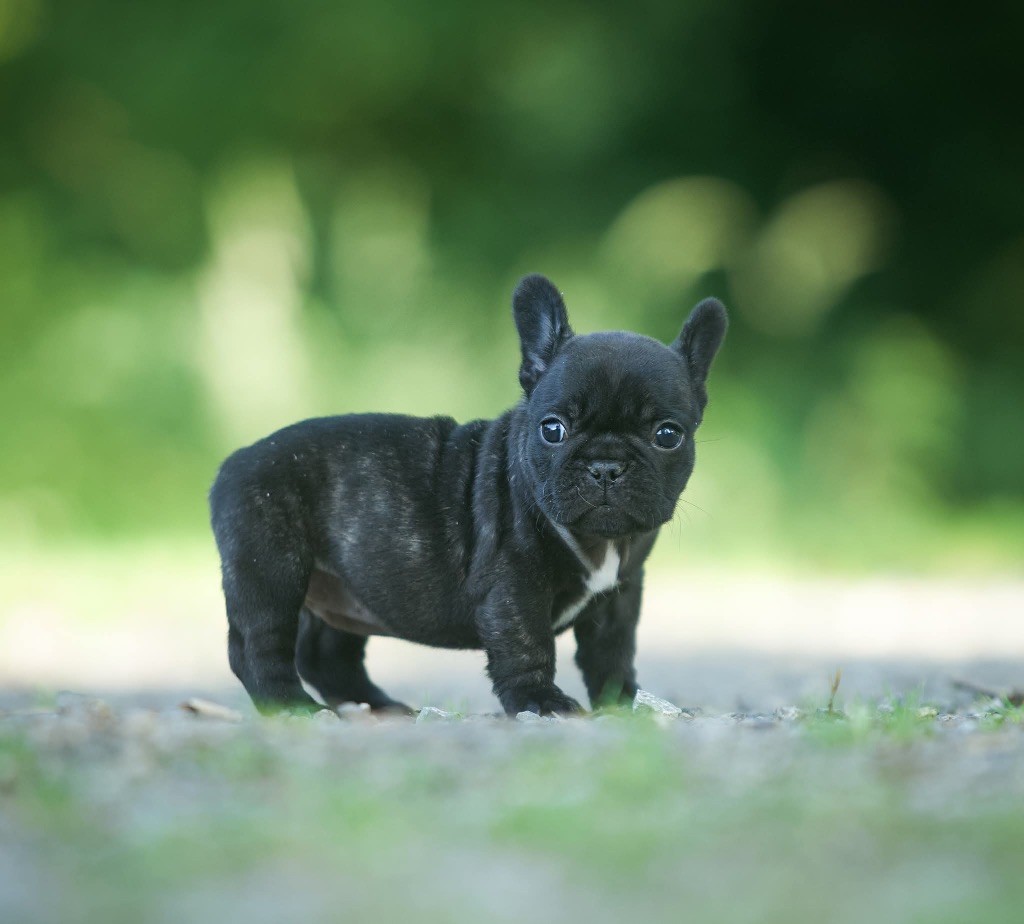 Du Val De Capsil - Chiots disponibles - Bouledogue français
