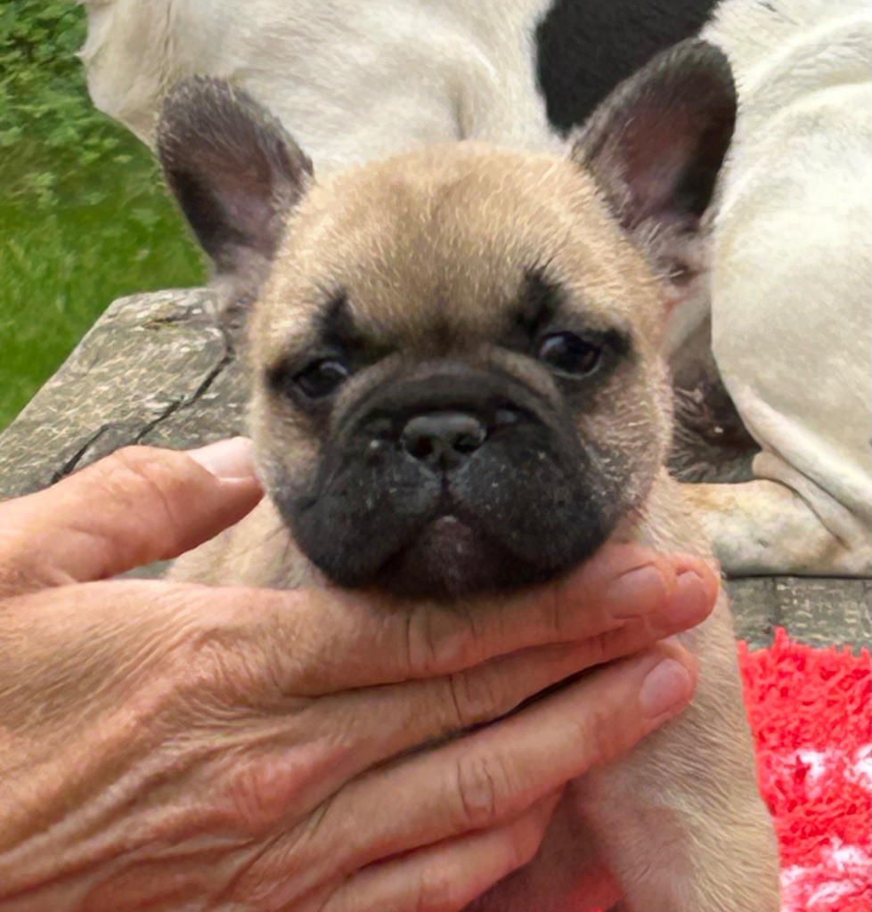Du Val De Capsil - Chiots disponibles - Bouledogue français