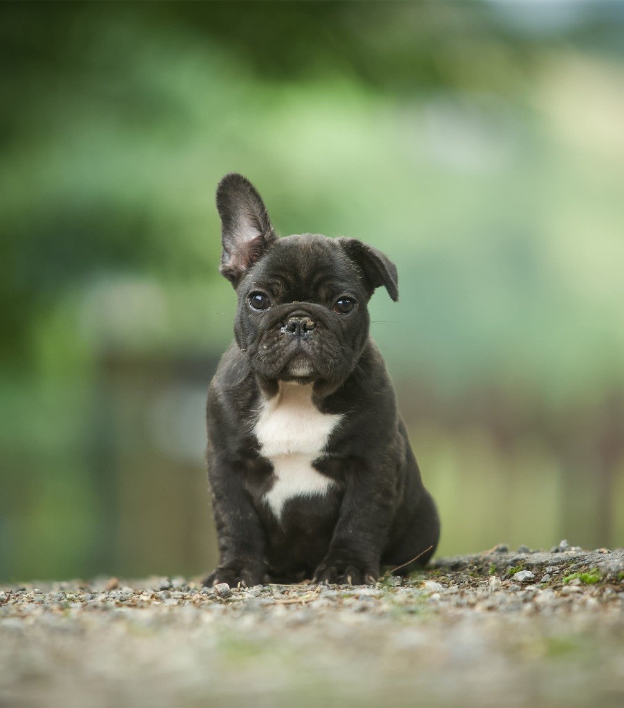 Du Val De Capsil - Chiots disponibles - Bouledogue français