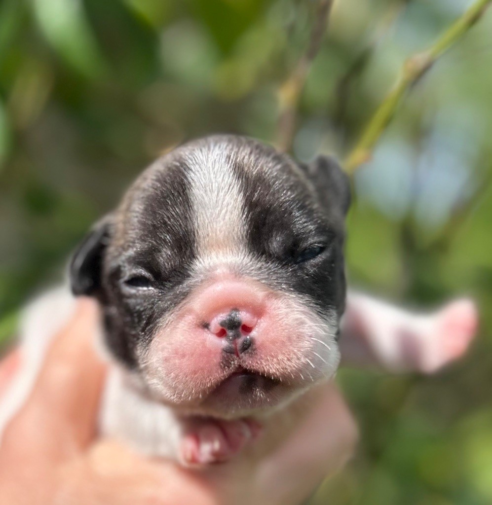 Du Val De Capsil - Chiots disponibles - Bouledogue français