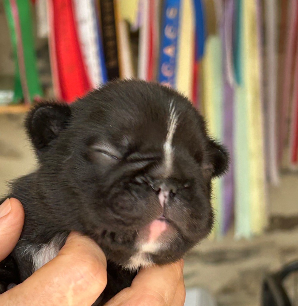 Du Val De Capsil - Chiots disponibles - Bouledogue français