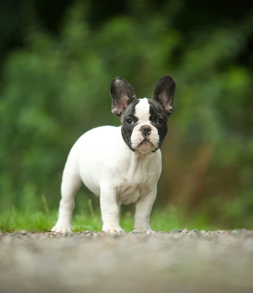 Du Val De Capsil - Chiots disponibles - Bouledogue français