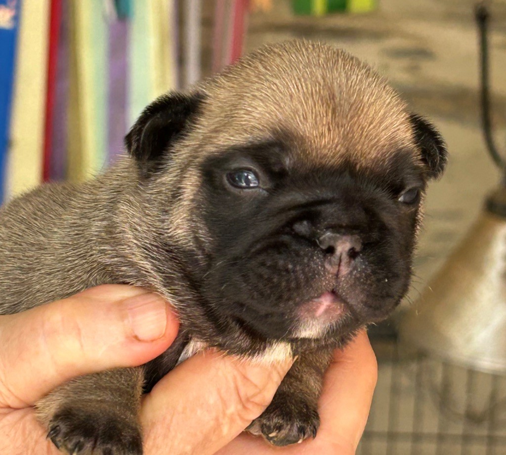 Du Val De Capsil - Chiots disponibles - Bouledogue français