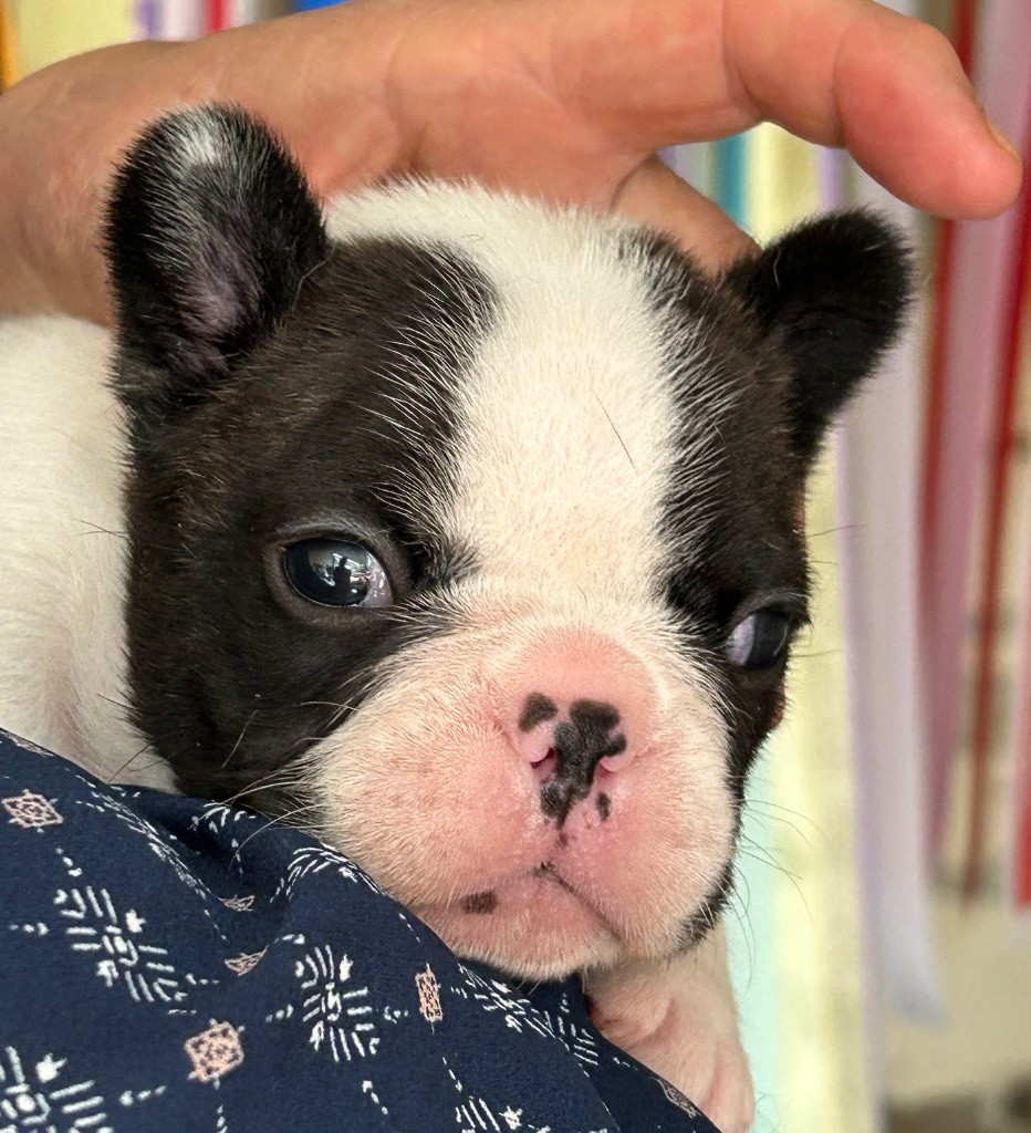 Du Val De Capsil - Chiots disponibles - Bouledogue français