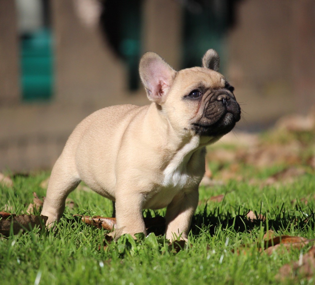 Chiot Bouledogue français Du Val De Capsil