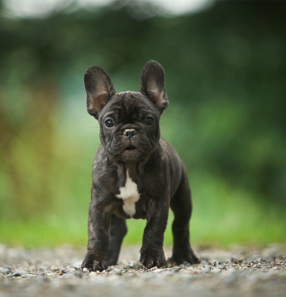 Du Val De Capsil - Chiots disponibles - Bouledogue français