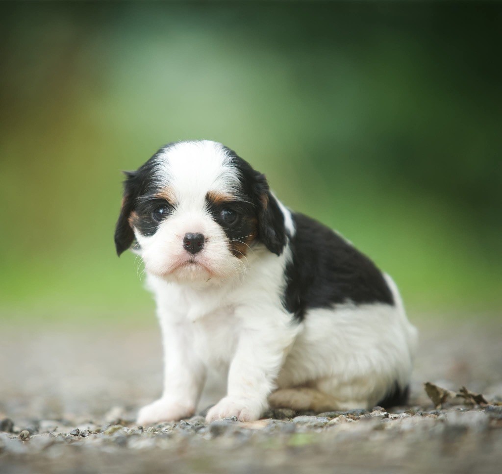 Du Val De Capsil - Chiots disponibles - Cavalier King Charles Spaniel